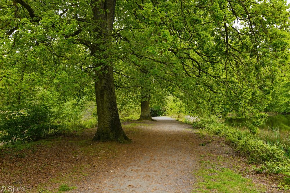 Zwei Eichen Foto & Bild wald, natur, landschaft Bilder auf