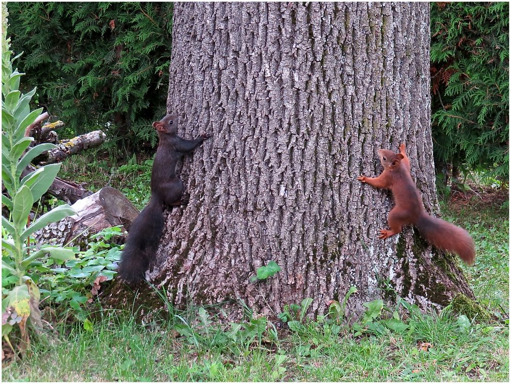 zwei Eichhörnchen..