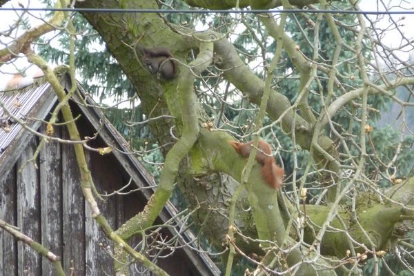 Zwei Eichhörnchen auf Pirsch !!