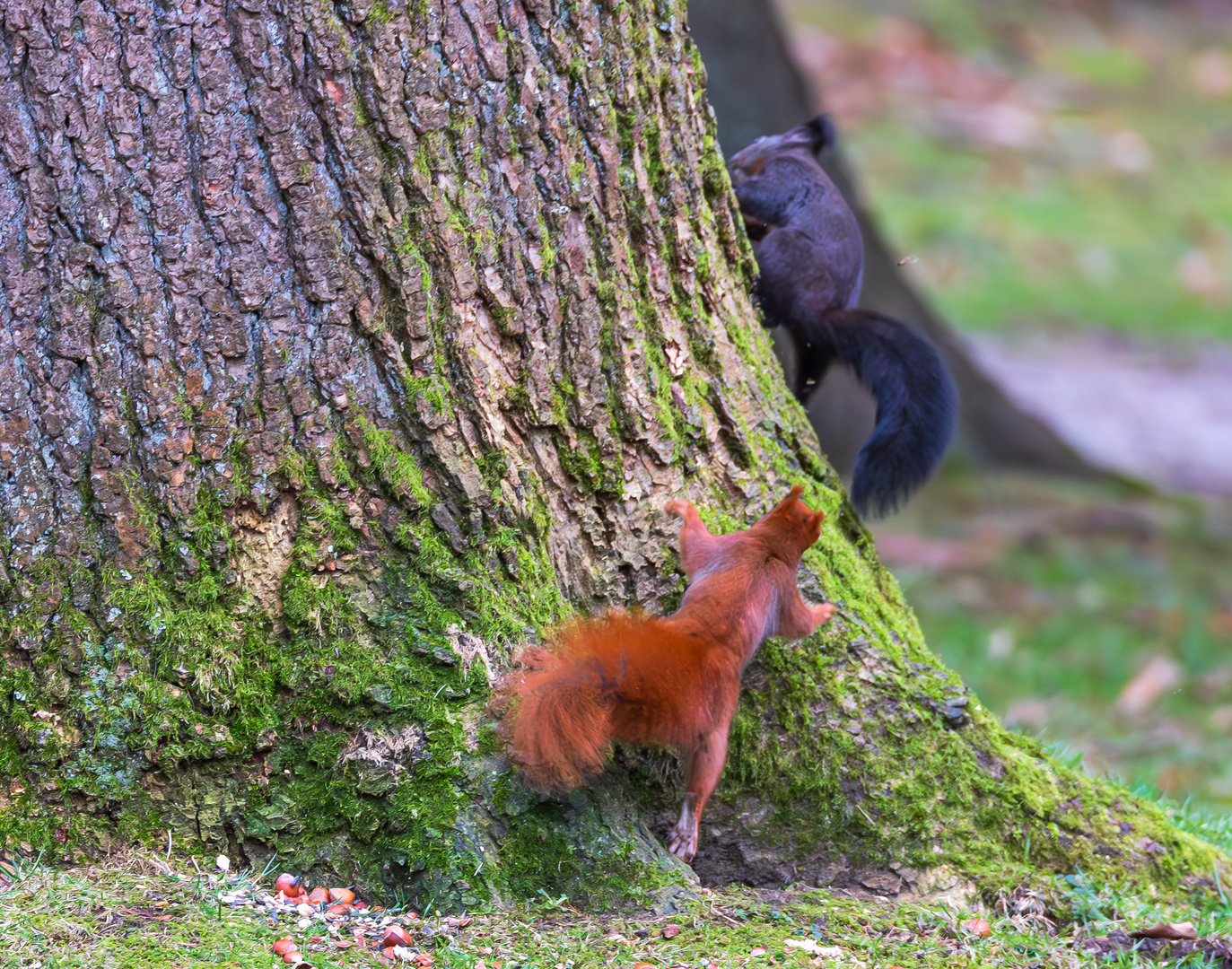 Zwei Eichhörnchen bejagen sich