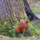 Zwei Eichhörnchen bejagen sich