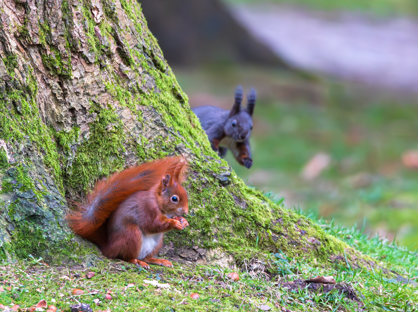 Zwei Eichhörnchen bejagen sich