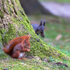 Zwei Eichhörnchen bejagen sich