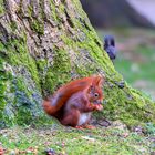 Zwei Eichhörnchen bejagen sich