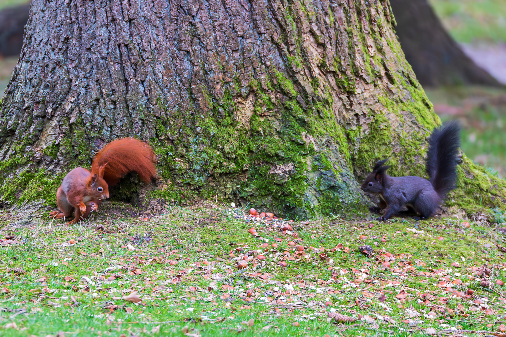 Zwei Eichhörnchen bejagen sich