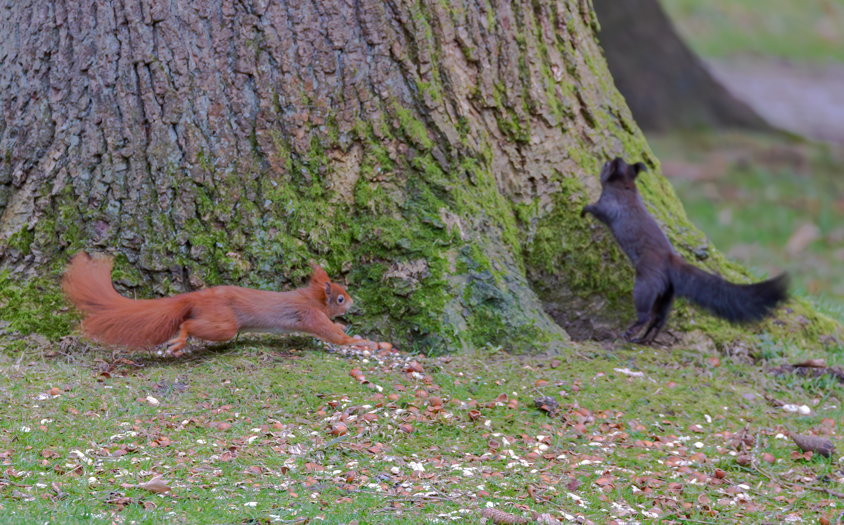 Zwei Eichhörnchen bejagen sich