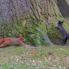 Zwei Eichhörnchen bejagen sich