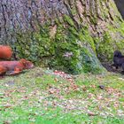 Zwei Eichhörnchen bejagen sich