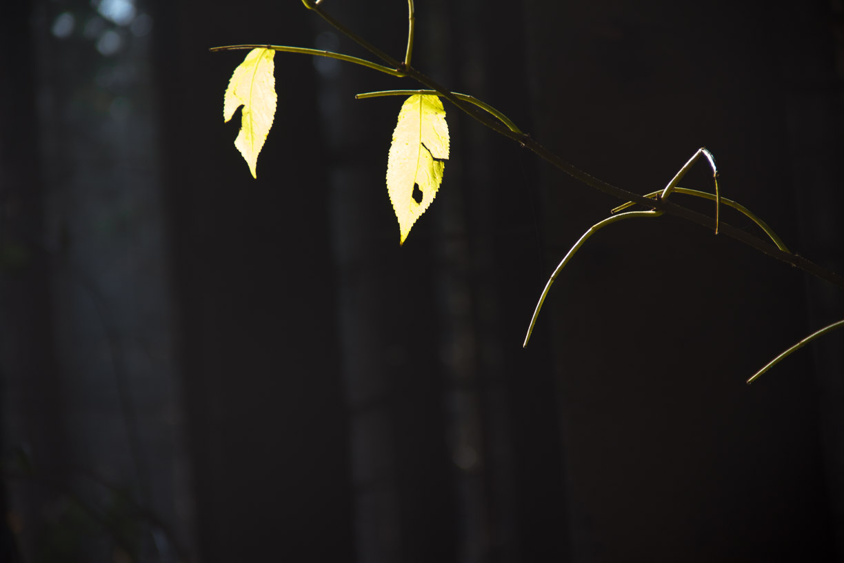 zwei einsame Blätter im Herbstnebel