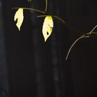 zwei einsame Blätter im Herbstnebel