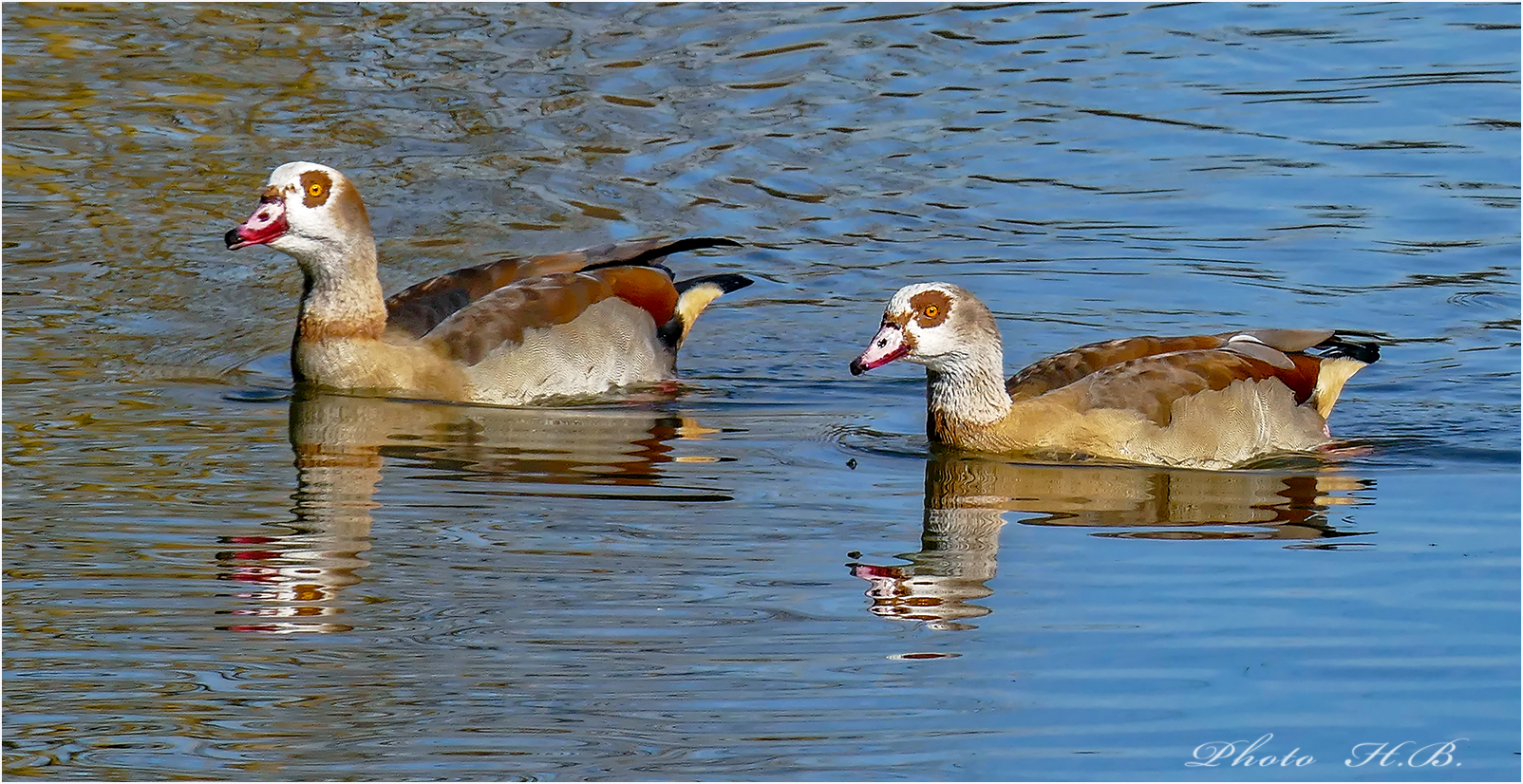 Zwei Einwanderer - Nilgänse