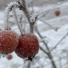 Zwei eiskalte Früchtchen