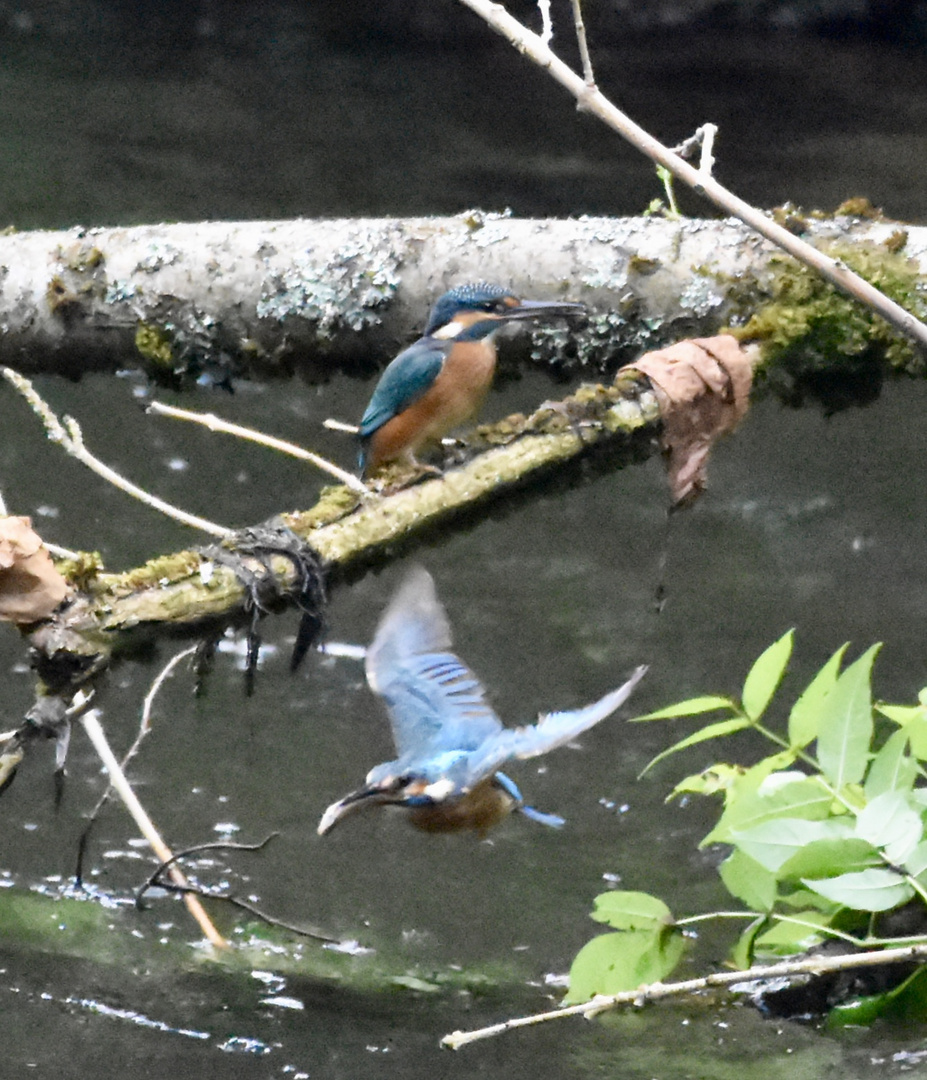 Zwei Eisvögel auf einem Bild mit Fisch