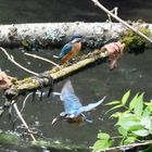 Zwei Eisvögel auf einem Bild mit Fisch