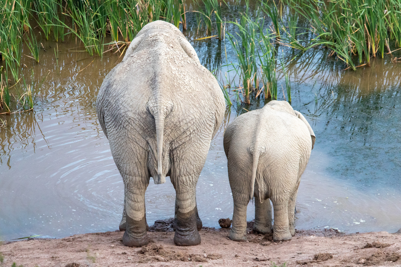 Zwei Elefanten am Wasserloch