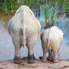 Zwei Elefanten am Wasserloch