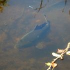 Zwei Elemente: Unter- und Überwasser - Karpfen und Kleinlibelle