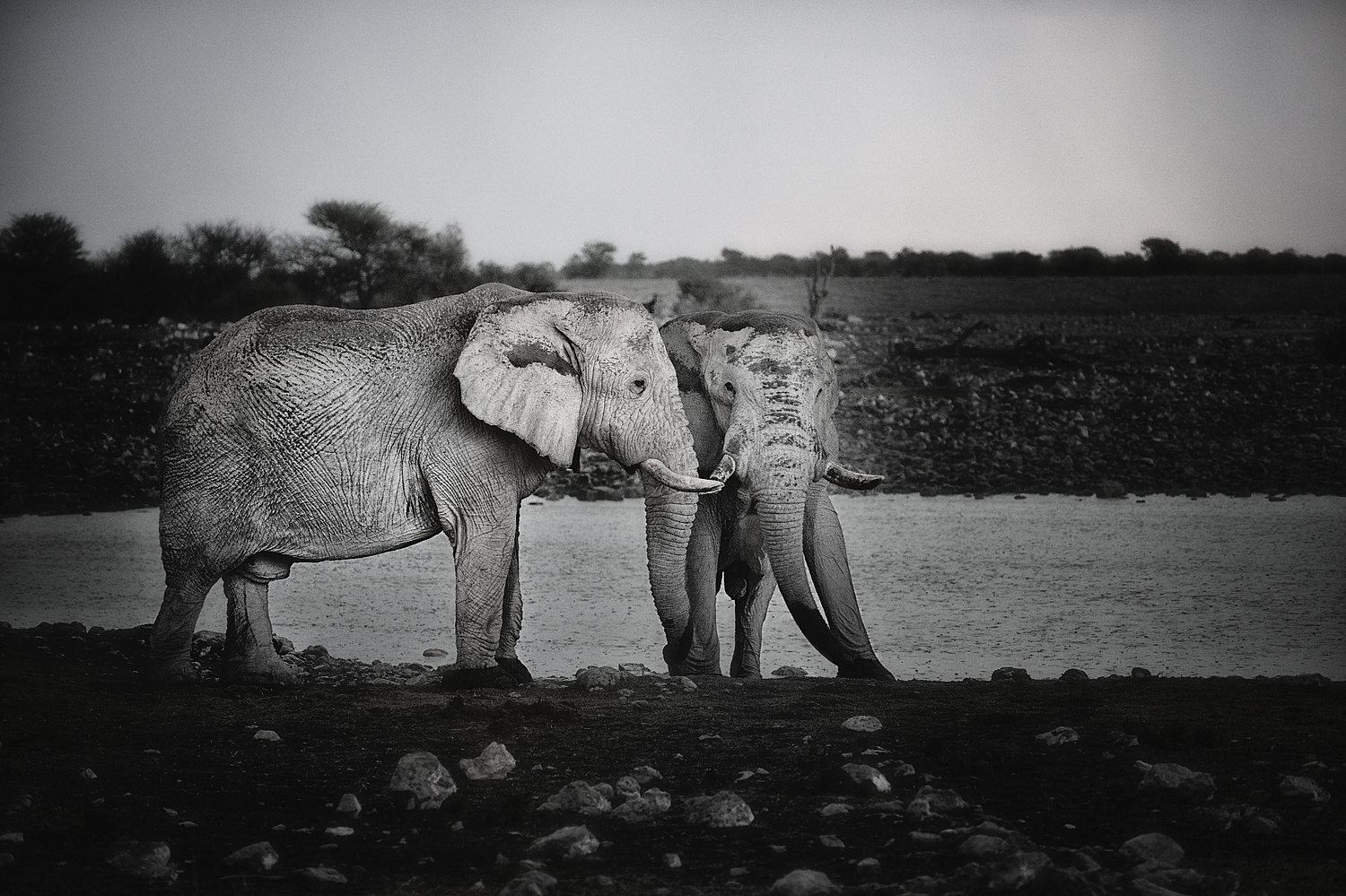 Zwei Elephanten