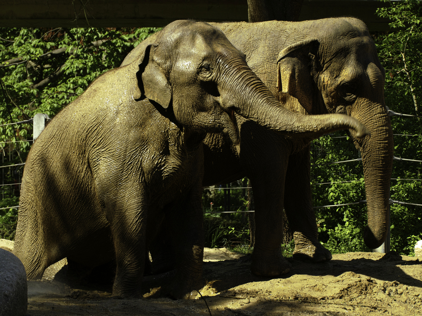 zwei Elephanten im Zoo Karlsruhe