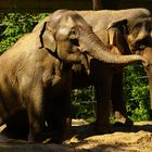 zwei Elephanten im Zoo Karlsruhe