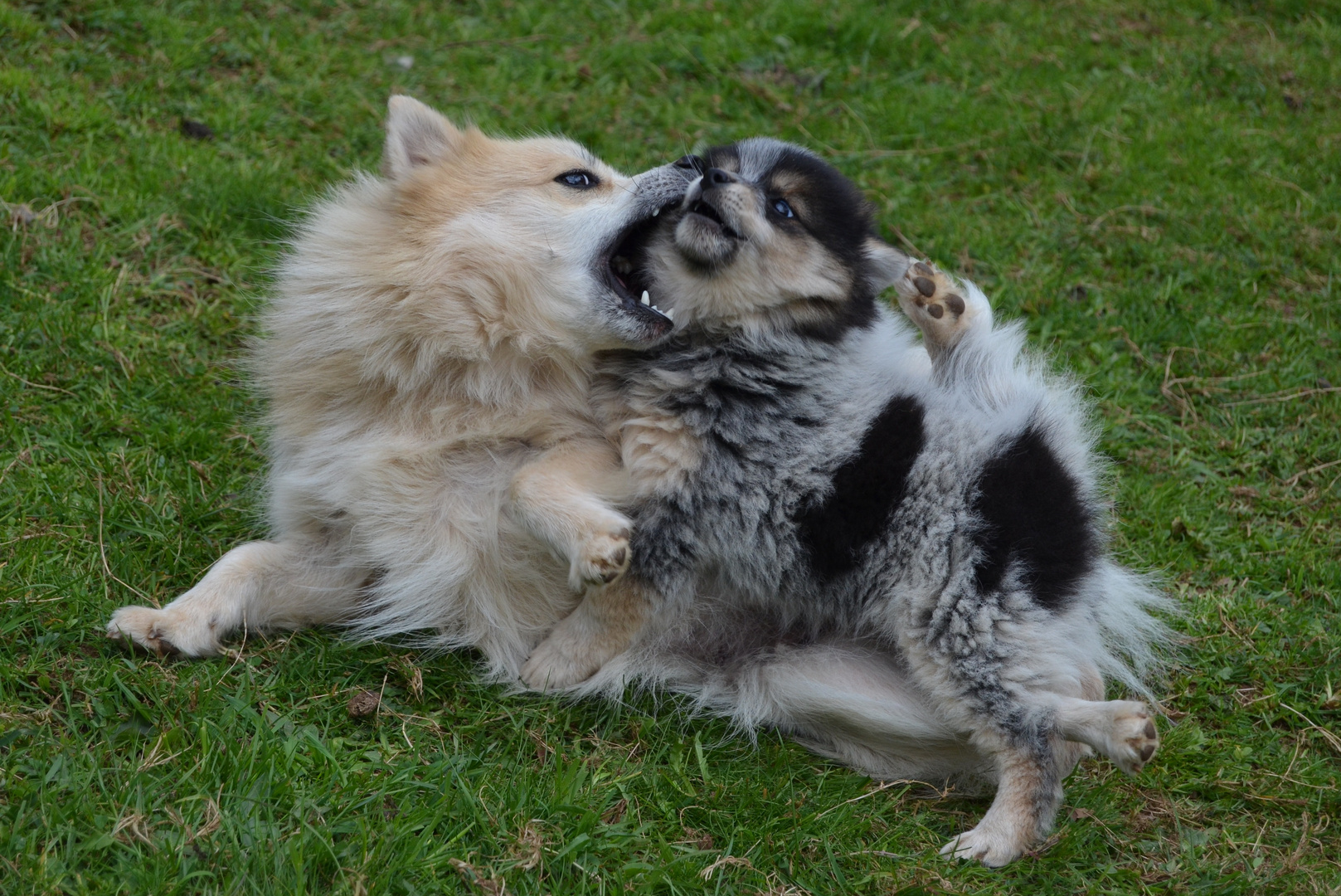 Zwei Elo Hunde beim Spiel