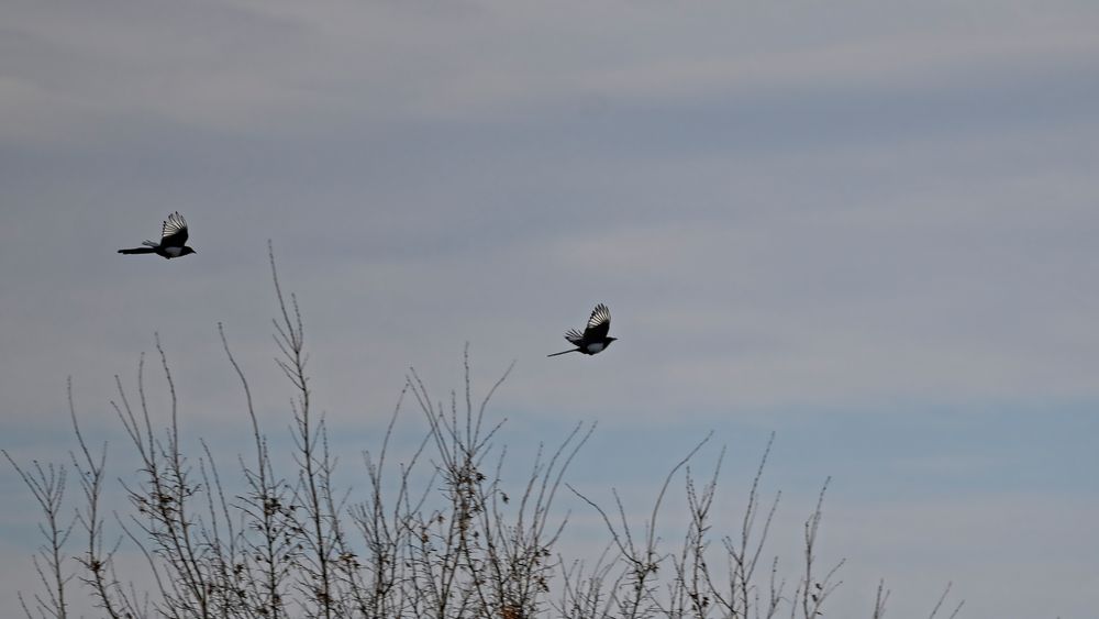 Zwei Elstern im Vorbeiflug, leider sehr weit weg (ca. 200m!)