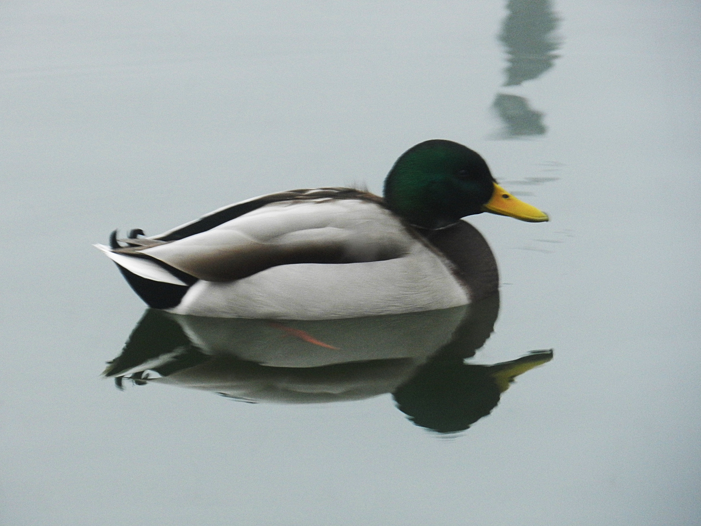 Zwei Enten