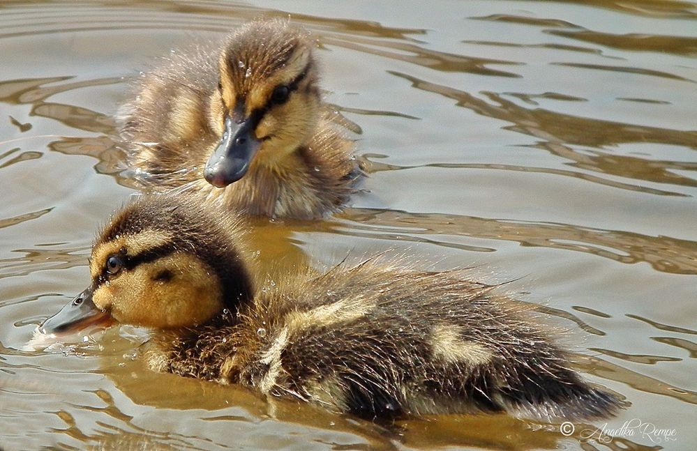 Zwei Enten Foto & Bild wasser, teich, natur Bilder auf
