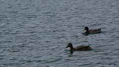 zwei Enten am Almsee