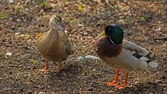 zwei Enten am Ufer 1