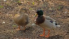 zwei Enten am Ufer 2