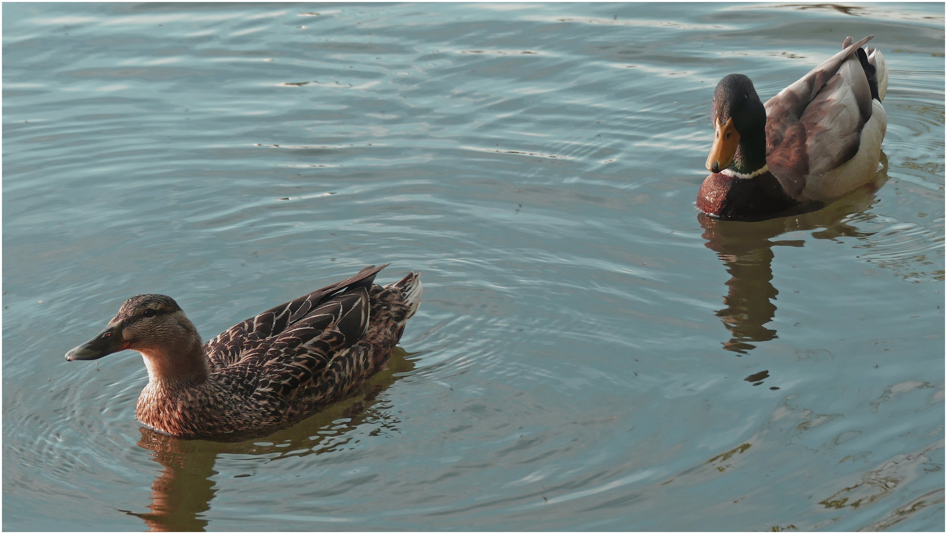 Zwei Enten auf dem Arendsee