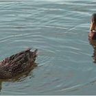 Zwei Enten auf dem Arendsee