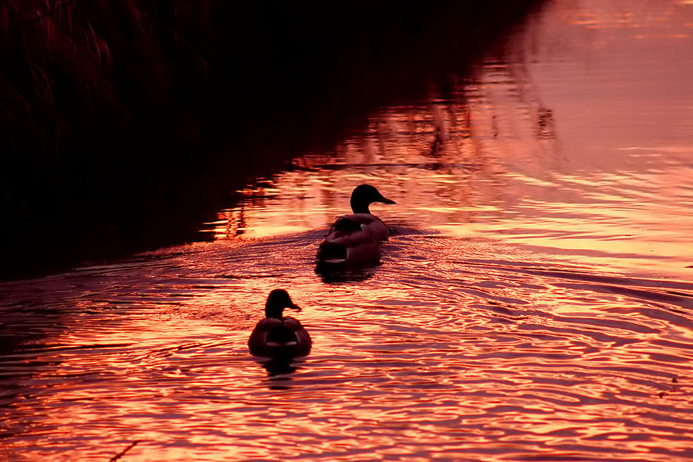 Zwei Enten auf dem weg gen Westen