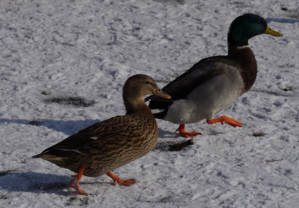 Zwei Enten auf Eis und Schnee