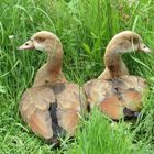 Zwei Enten bein Brüten 