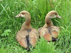 Zwei Enten bein Brüten 