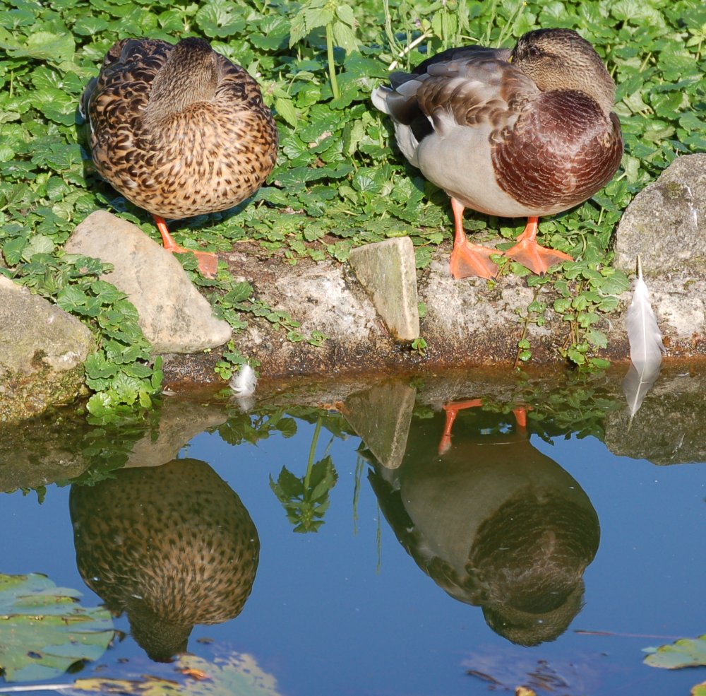 Zwei Enten