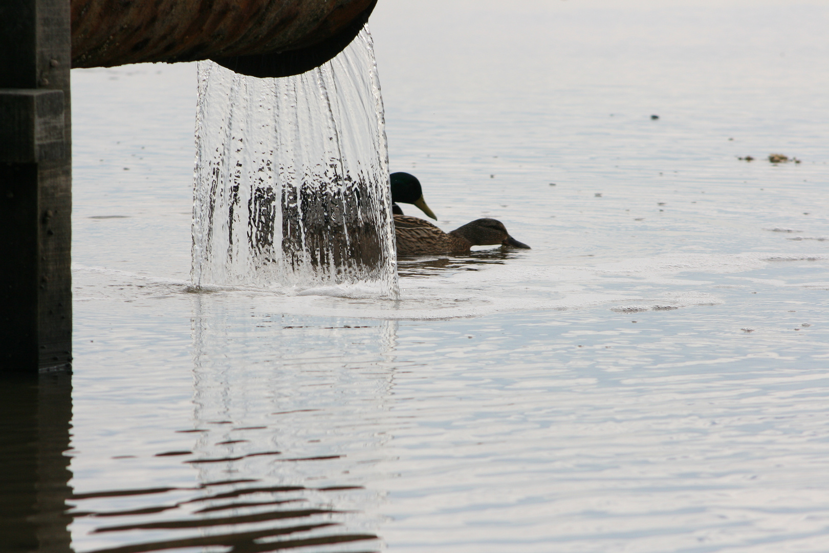 Zwei Enten...