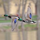 Zwei Enten im Flug beim Schloss Monrepos in Ludwigsburg