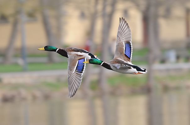 Zwei Enten im Flug beim Schloss Monrepos in Ludwigsburg