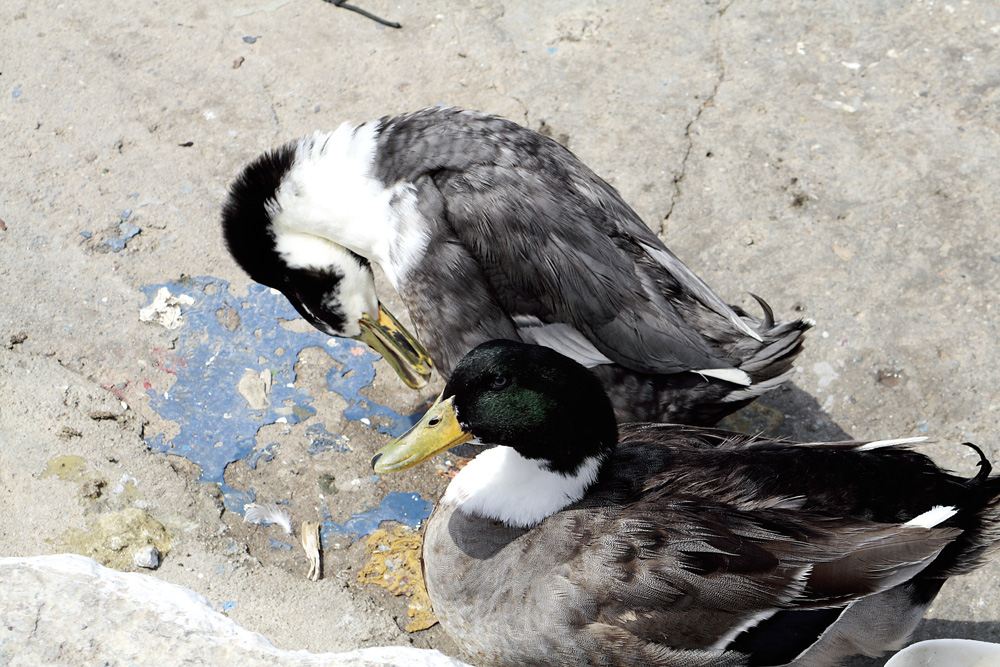 Zwei Enten im Hafen von Sitia vor dem nächsten Start von Sabine Haluszka-Seidel