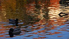 zwei Enten im roten Teich