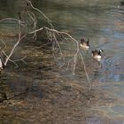 zwei Enten im See