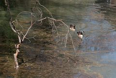 zwei Enten im See