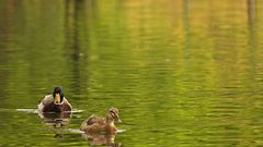 Zwei Enten im Teich