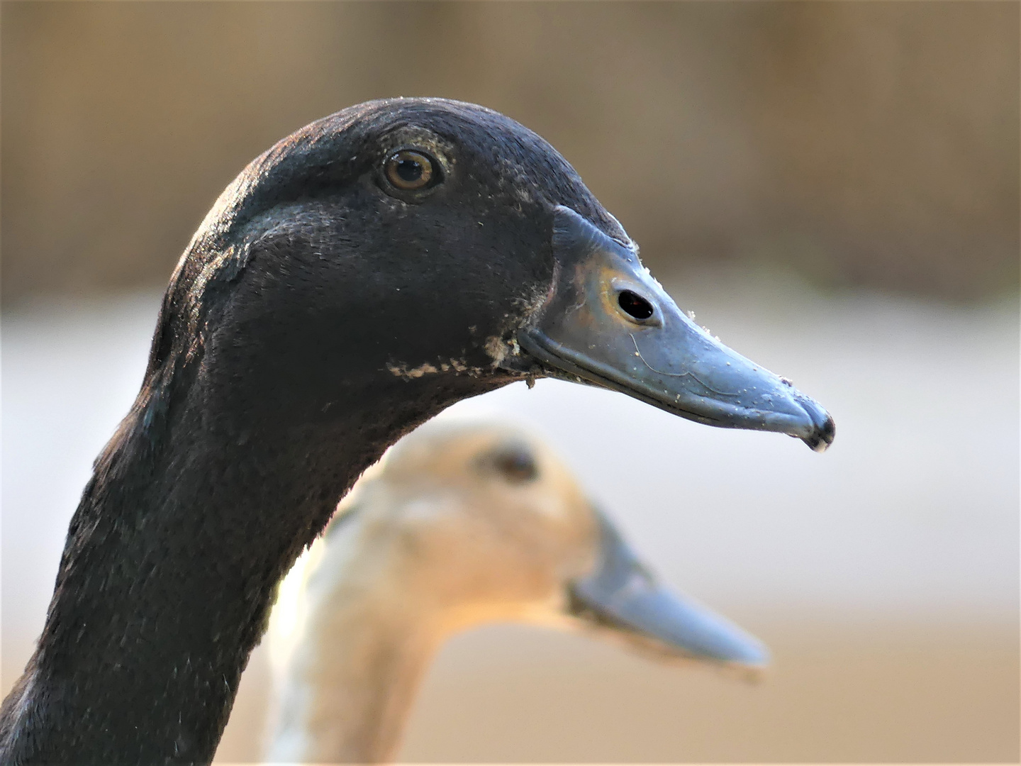 Zwei Enten o dos patos