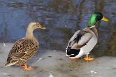 Zwei Enten zwischen Wasser und Eis