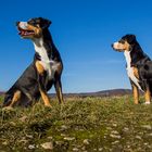 Zwei Entlebucher mit Weitblick