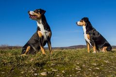 Zwei Entlebucher mit Weitblick